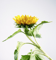 Sunflower isolated on white