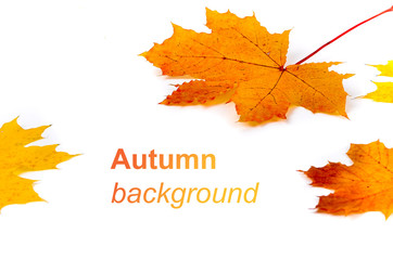 Autumn background with yellow and