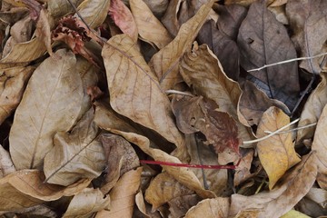 autumn foliage brown