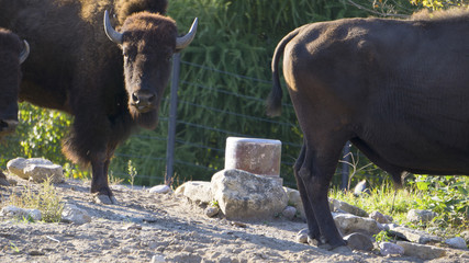 Bison