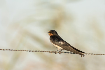 Fototapeta premium Barn swallow