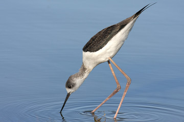 Black-winged stilt