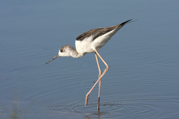 Black-winged stilt