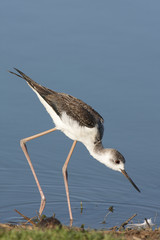 Black-winged stilt