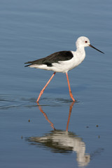 Black-winged stilt