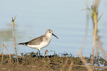 Curlew sandpiper