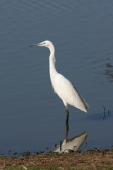 Egretta garzetta