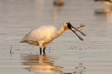 Eurasian spoonbill