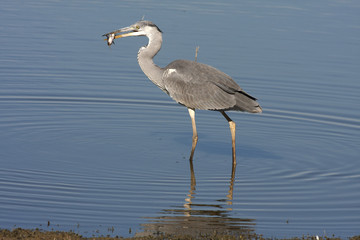 Grey heron