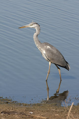 Grey heron