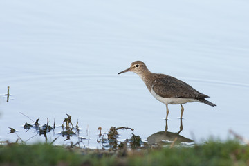 Little sandpiper