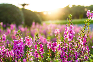 Naklejka premium Purple flowers and green tree in the morning with orange sunshine in the garden during the summer.