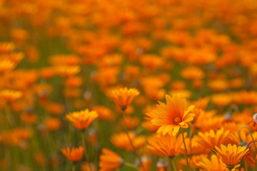 Südafrika im Frühling