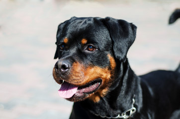 Fototapeta premium portrait of a dog of breed a rottweiler on walking