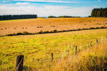 Campagne dans le Cantal