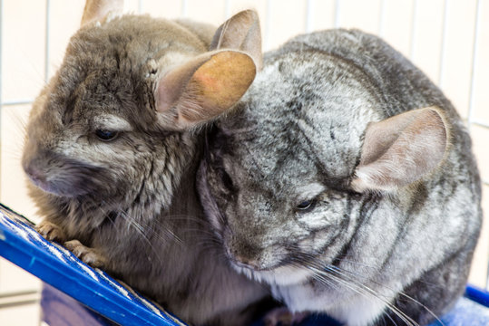 Two Chinchillas Sit Together