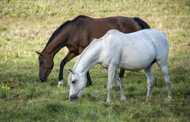 Obraz na płótnie Canvas Hästar som går och betar en vit den andra brun