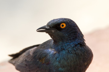 Uccello cangiante