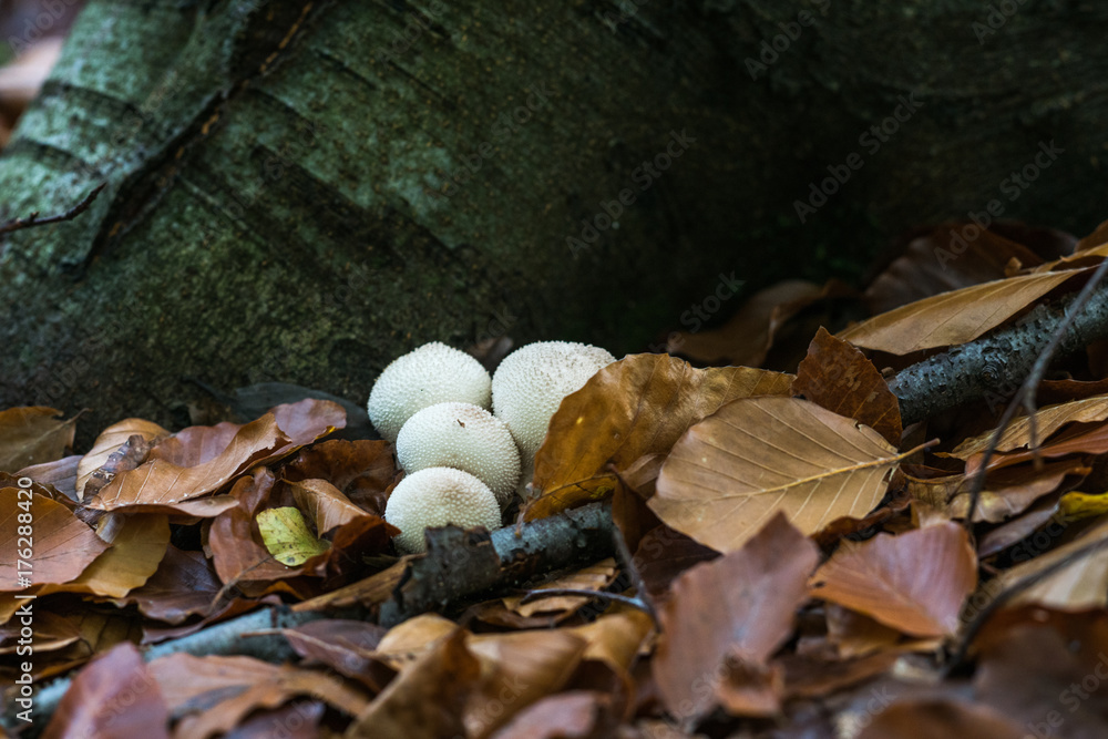 Wall mural mushroom