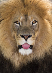 humorous portrait of a lion sticking its tongue out