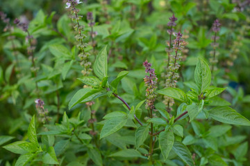 Fresh baby green basil with some pollen and flower in the garden.
