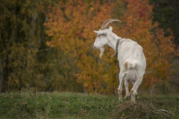 White goat on a background of bright red autumn trees