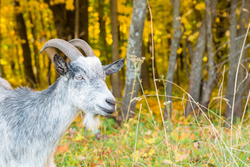 Portrait of a horned goat closeup on the background of autumn forest