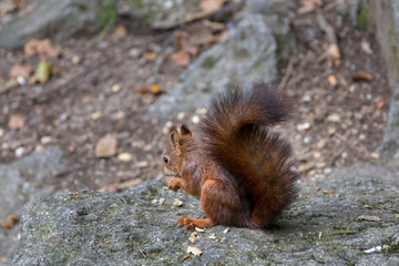 Eichhörnchen Im Wald
