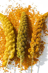 Sprigs of different varieties of millet on a white background