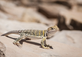 Collard Lizard in Desert