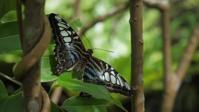 Tropical butterfly on a leaf in green jungle 