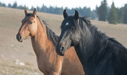 Naklejka na ściany i meble Wild Horses in Montana United States - Black stallion with his Dun mare in the Pryor Mountains Wild Horse Range