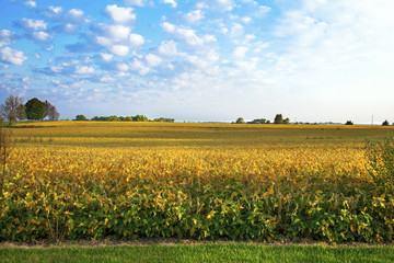 Rural soybean crop ready for harvest with blue sky and clouds in the background 