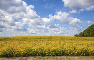 Rural soybean crop ready for harvest in autumn. Blue sky and clouds are in the background.
