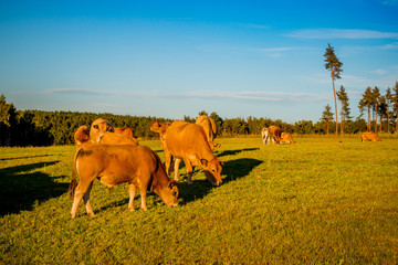 Troupeau de vaches dans le Cantal