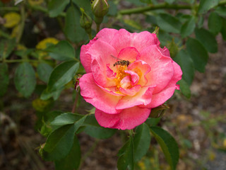 Bee in a Red Rose