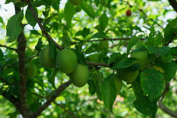 Beautiful branches with still green plums on a branch.
