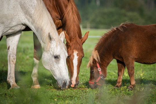 Two horses with little shetland pony