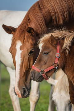 Friendship of little shetland pony with a big horse