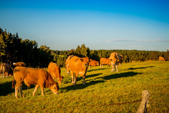 Troupeau de vaches dans le Cantal