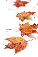 Autumn maple Leaves isolated on white with copy space, selective focus