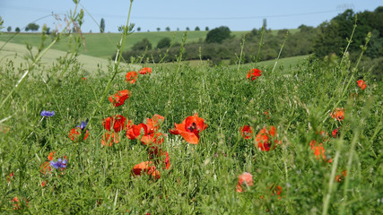 Green Poppies field