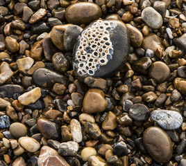 pebbles