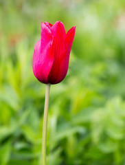 Isolated vibrant pale red tulip stem growing in natural surroundings with a bokeh green background