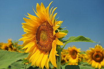 sunflower three