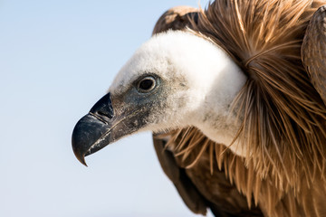 Vulture portrait 