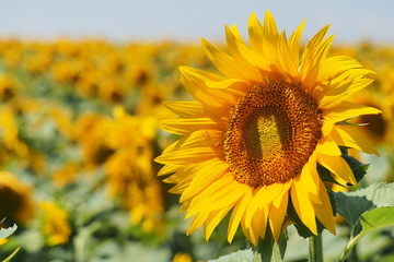 sunflower close