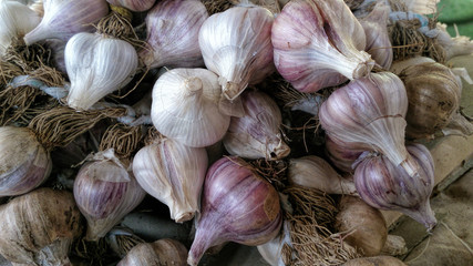 ripe garlic only from the bed
