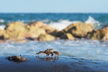 small crabs