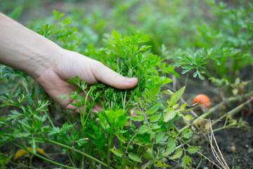 Young man hands harvesting the fresh green parsley of his huge garden during fall / autumn season